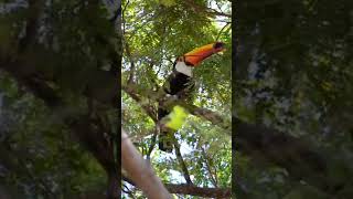 The Colorful World of Toucans  Natures Stunning Birds [upl. by Philipa]