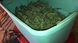 How to cure a lot of cannabis at a time Fast quality great smell [upl. by Nere523]