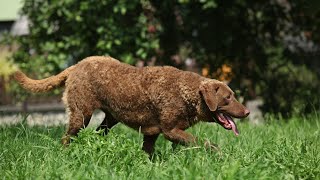 Exploring the Great Outdoors with a Chesapeake Bay Retriever [upl. by Christis]