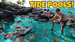 Finding CREEPY Sea Creatures in REMOTE TIDE POOLS [upl. by Zuliram]