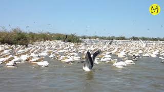 Parc National des oiseaux du Djoudj au Sénégal [upl. by Crispa717]