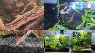 Roomtour Alle meine Aquarien und Terrarien mit Taggeckos Pfeilgiftfröschen  und Zuchtbecken [upl. by Maddock189]