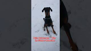 Dobermann sitzt im Schnee dann könnte er eine Blasenentzündung bekommen shortvideo [upl. by Elacsap918]