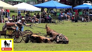 Buckboard Wagon Races Part 2  What About Bob Chuckwagon Races 2022  Saturday [upl. by Ivad]