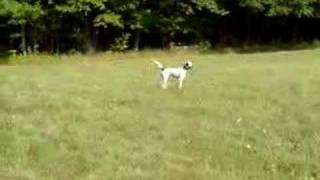 ENGLISH SETTER [upl. by Bickart]