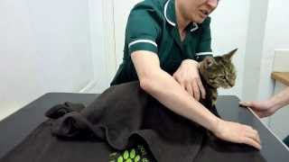 How to restrain your cat safely [upl. by Akinirt567]