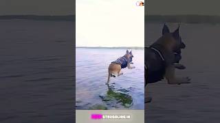 Belgian Malinois training dog malinois dogtraining dog doglover dogloversdog choreography [upl. by Sacci]