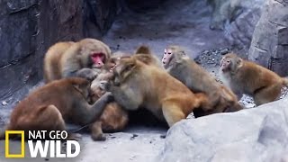 Bataille entre macaques [upl. by Rebmeced]