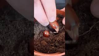 How to grow lychee from seed 🌱 [upl. by Boorer]