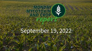 Monday Mycotoxin and Crop Report for September 19 2022 [upl. by Enitram]