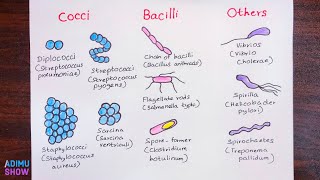 How To Draw Different Shapes Of Bacteria [upl. by Emie]