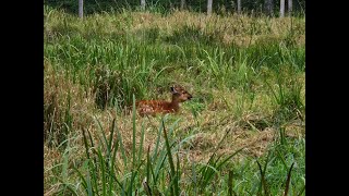 Sitatunga antelope in Odense Zoo [upl. by Yeblehs]