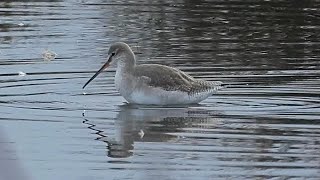 Spotted Redshank  Winter to Summer Plumage 2024 [upl. by Bilac2]