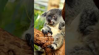 Koalas A Peek into the Lives of Australias Cuddly Icons [upl. by Aenert]