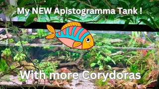 My NEW Apistogramma Tanks [upl. by Llevad]