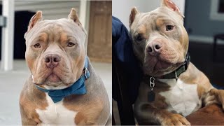 Watch This Before You Buy A Pocket American Bully [upl. by Ahtekal]