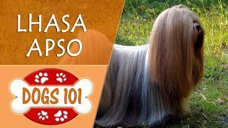 Dogs 101  LHASA APSO  Top Dog Facts About the LHASA APSO [upl. by Rosalyn791]