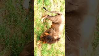 Asiatic Lion eating grass [upl. by Enived]