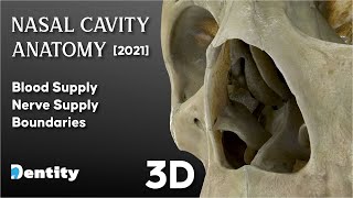 Nasal Cavity Anatomy شرح [upl. by Kristof]