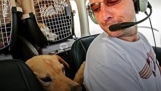 Cet homme sauve des chiens et des chats avec son avion Flying Rescue [upl. by Aitat]