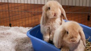 Baby Bunny Update  7 Week Old Holland Lop Bunnies [upl. by Gwynne]