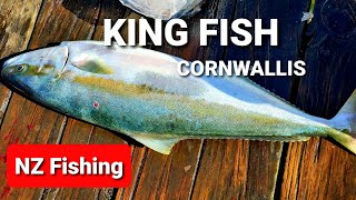 FISHING  KING FISH  CORNWALLIS AUCKLAND NEW ZEALAND  26 Jan 2020 [upl. by Minerva]