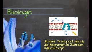 Aktiver Transport durch die Biomembran NatriumKaliumPumpe [upl. by Samoht585]