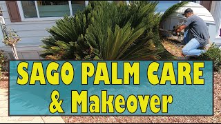 SAGO PALM CARE amp MAKEOVER 4 Before and After Cycas Revoluta [upl. by Ethelbert104]