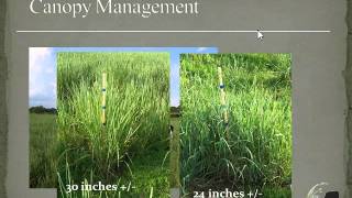 Using Native Grasses for Livestock in the Eastern US [upl. by Myrtie]