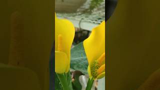 Zantedeschia aethiopica it have four and five colours this is yellow  short  video [upl. by Kimmel747]