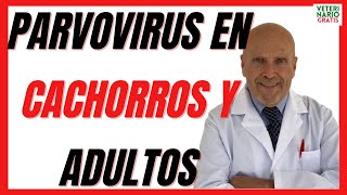 🔴 Que es el PARVOVIRUS Canino en perros CACHORROS y ADULTOS 🔴 Síntomas Como se cura y secuelas 2021 [upl. by Daryle]