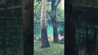 jamshedpur zoo 🐘🐼🐯 short video [upl. by Amalbergas]