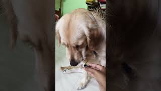 Max ko davai khani hai dog funny comedy food minivlog goldenritriever dogcomedy trending [upl. by Ahsitam]