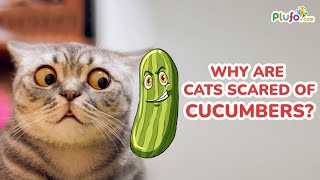 Why are cats scared of cucumbers  Cat vs Cucumber  funny video  shorts cat funnycat plufo [upl. by Melmon]