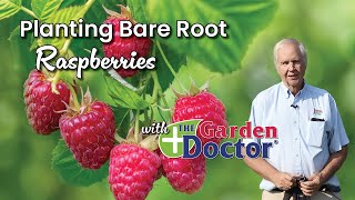 Planting Bare Root Raspberries [upl. by Nahgen204]