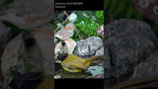 Black crested bulbul 1 birds worldofnaturetv birdslover birdworld nature birdplanet wildlife [upl. by Aleciram]