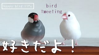 さえずりは愛を伝えるためにあるんだ【文鳥のさえずり】【Lovebirds Tweeting and Chirping】 [upl. by Boleslaw]