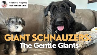 Giant Schnauzer Playing With Miniature Schnauzer Puppy [upl. by Chipman]