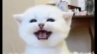 ADORABLE Kittens Meowing  Cats Meowing Compilation [upl. by Wolfy77]