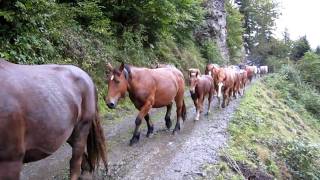 La transhumance des chevaux de Bious MVI 0640 [upl. by Nuahsed451]