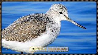 Πρασινοσκέλης Φωνή  Common greenshank call [upl. by Blondell]