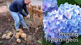 How to Prune Hydrangeas [upl. by Nerak]