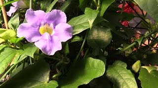 Growing the Blue Skyflower Thunbergia grandiflora [upl. by Thirzia]