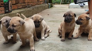 Chó Con Dễ Thương  Cute puppy dogs videos [upl. by Yorgos]