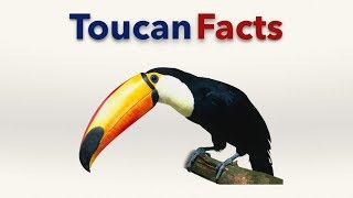 Toucan Facts [upl. by Angie]