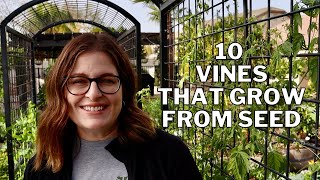 10 Beautiful VINES to grow from SEED [upl. by Byers]