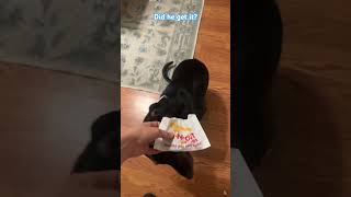 Dog loves in and out puppy dogtraining dogtrainingsuccess inandout puppyface cutedogvideos [upl. by Fadil]