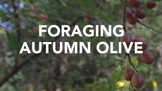 Foraging Autumn Olive with Adam Haritan Learn Your Land [upl. by Ambrose]