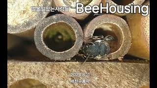 비하우징 벌볼일있는사람들 내친구봄이 애가위벌 야생벌 서식지 bee megachile BeeHousing korea [upl. by Dviad445]