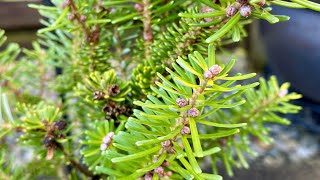 Dwarf Korean Fir Abies Koreana quotLuminettaquot 4K  Febrary 29 2024 [upl. by Ferree]